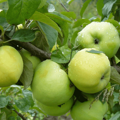 Jabloň ANTONOVKA (jesenná)