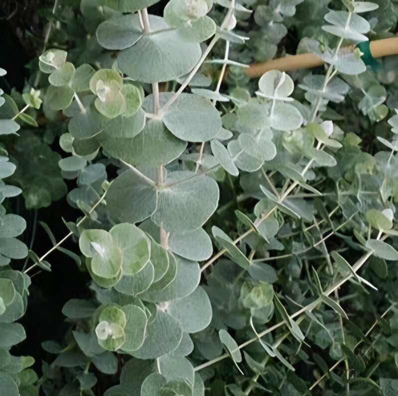 Eucalyptus gunni ´Baby Blue´