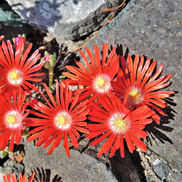 Delosperma „Brick Red Dragon“