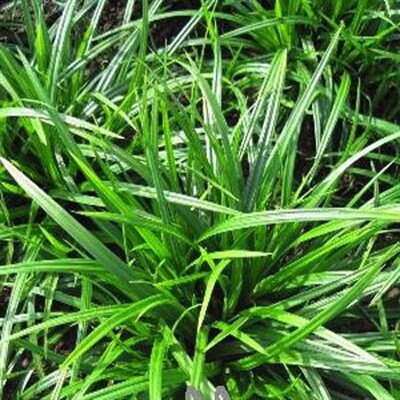 Carex 'Irish Green'