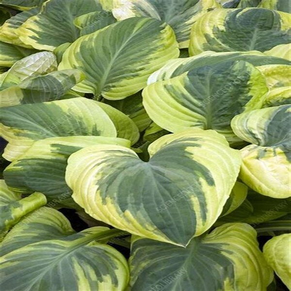 Hosta Carnival