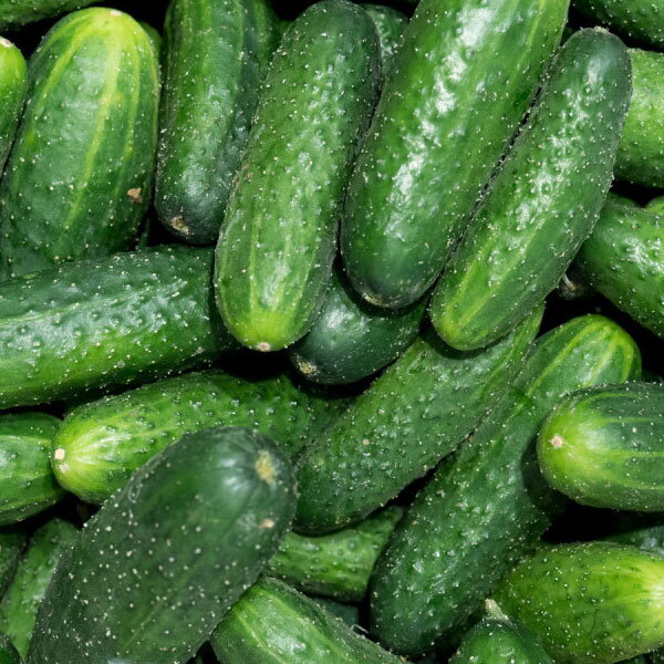 Uhorka nakladačka Charlotte