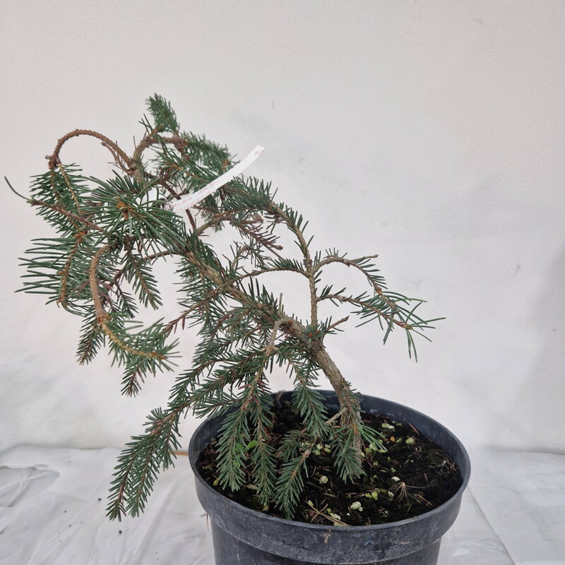 Picea abies INVERSA