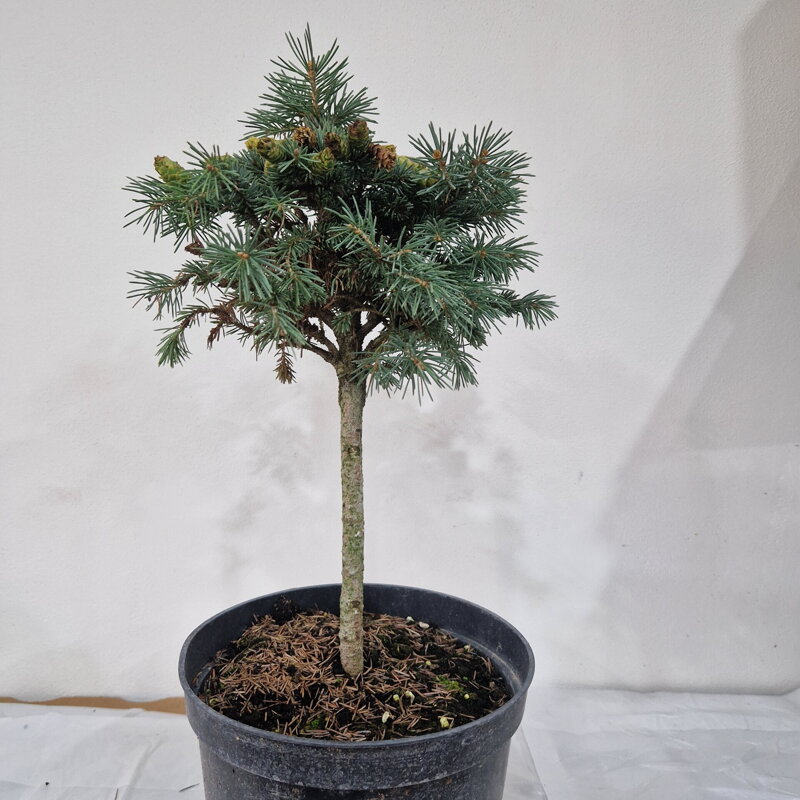 Picea engelmanii SQUAW DELIGHT