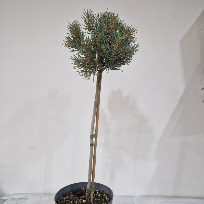 Pinus monophylla HOT SUMMER