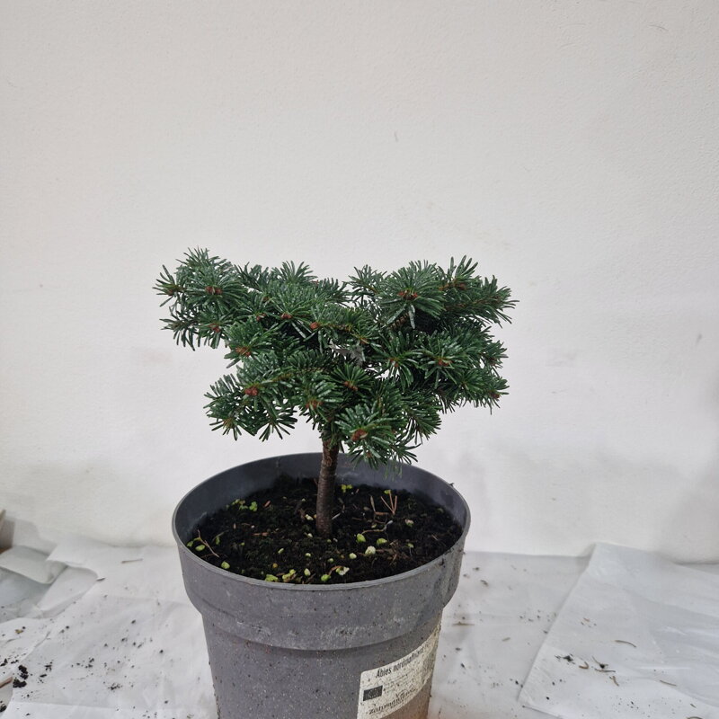 Abies nordmanniana PELI