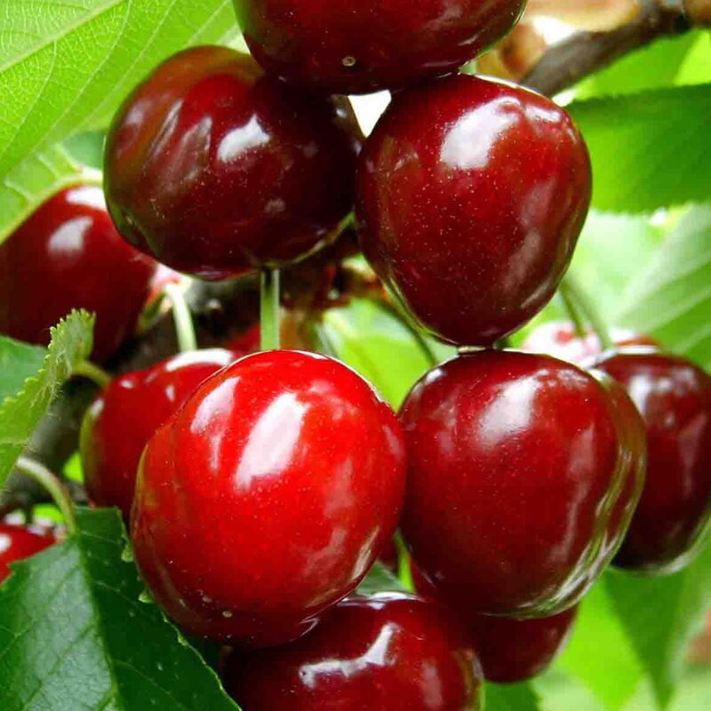 Stĺpovitá čerešňa COMPACT STELLA