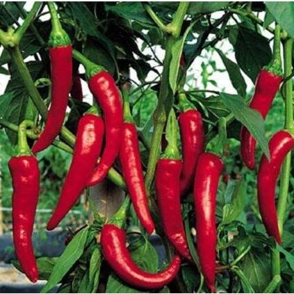 Chili De Cayenne