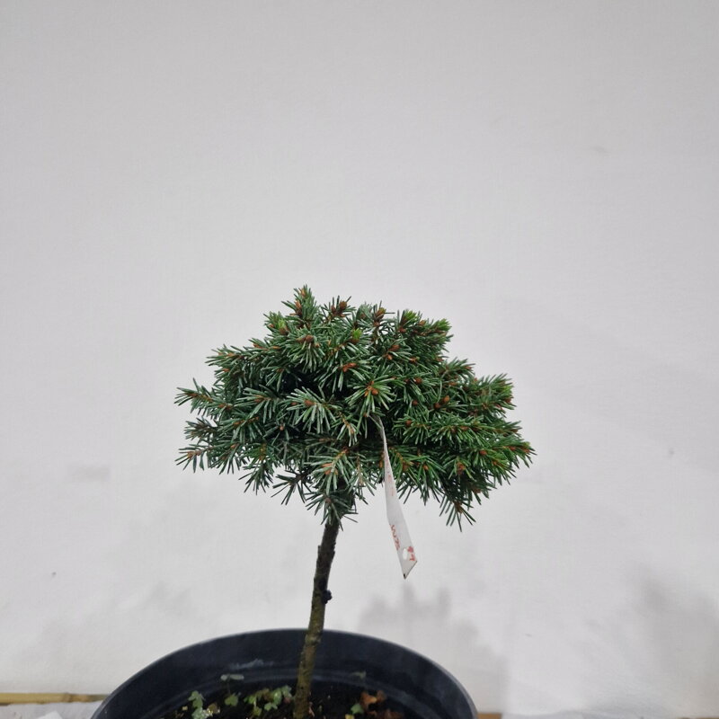 Picea abies SALADAMBIS