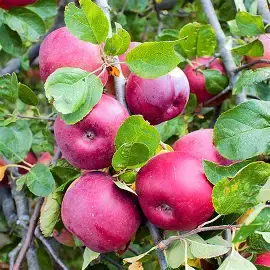 Stĺpovitá jabloň FLAMENCO - zimná