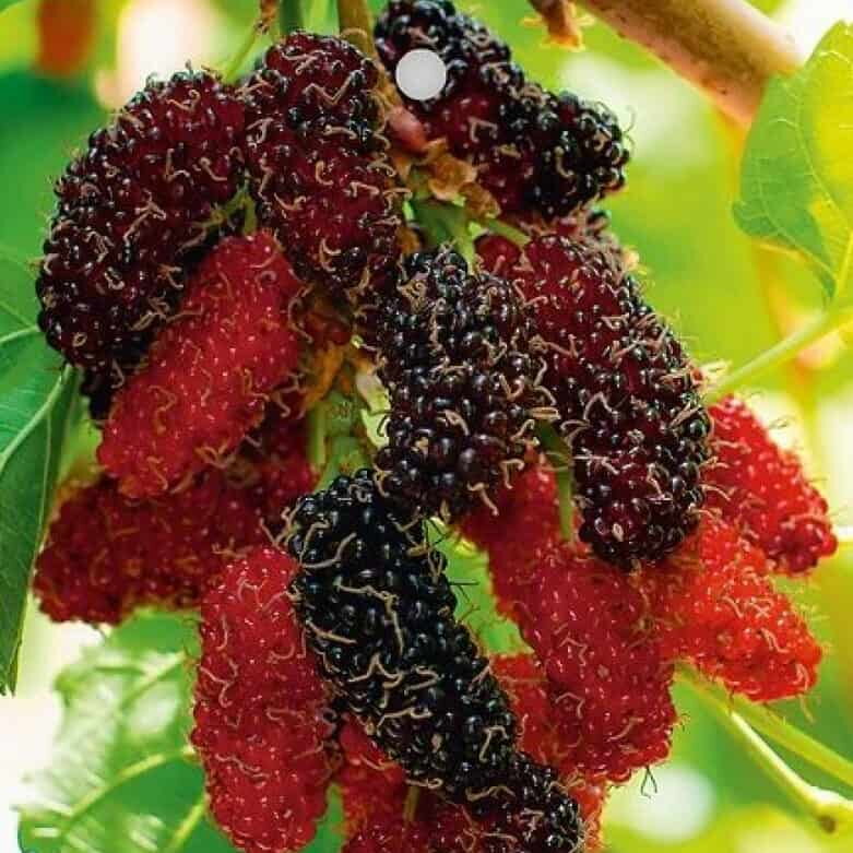 Moruša zakrslá GERARDI DWARF