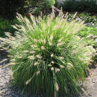 Pennisetum 'Hameln' 