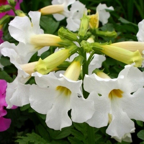 Incarvillea delavayi - SNOWTOP