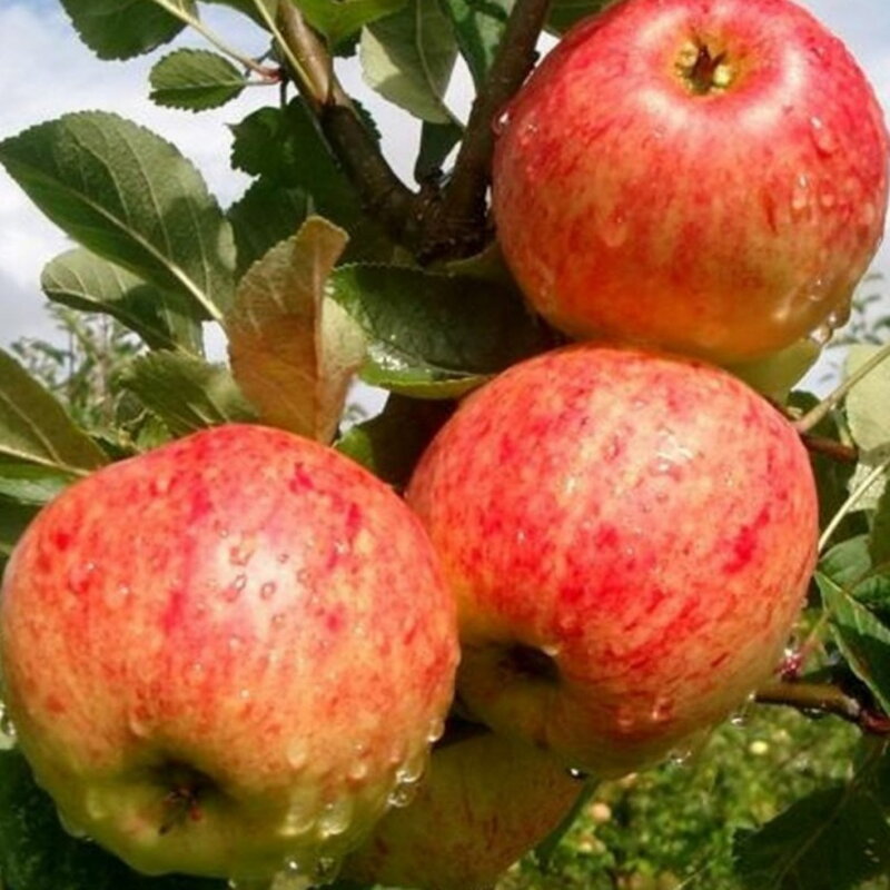 Jabloň JAMES GRIEVE RED (letná)