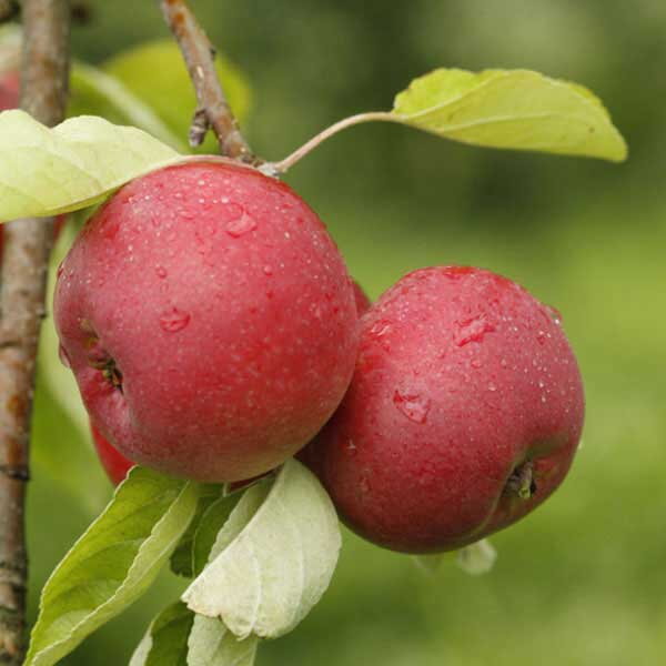 Jabloň JULIA (letná)