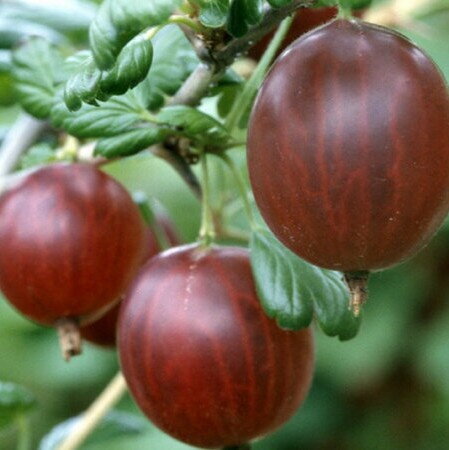 Egreš kríkový KARMEN