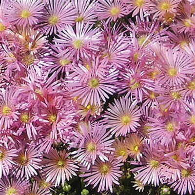 Delosperma "Kelaidis" - syn.Mesa Verde