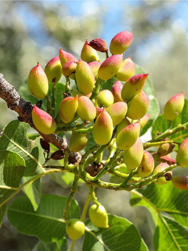 Pistacia vera - KERMAN + PETER (samičia + samčia odroda) Pistacia vera - KERMAN + PETER (samičia + samčia odroda)
