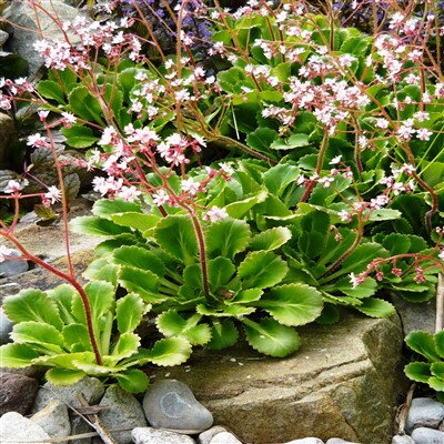 Saxifraga London Pride