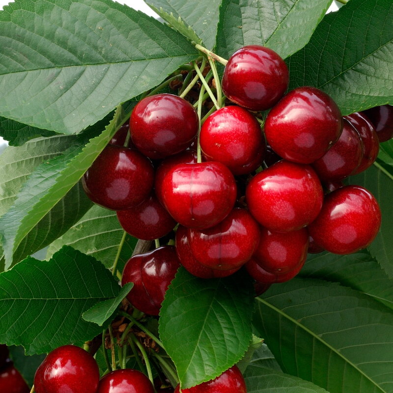 Zakrslá čerešňa LAPINS (stredne neskorá)