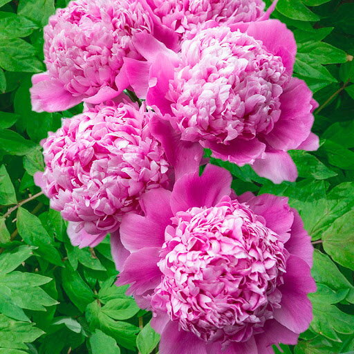 Pivonka Monsieur Jules Elie - (Paeonia Monsieur Jules Elie)