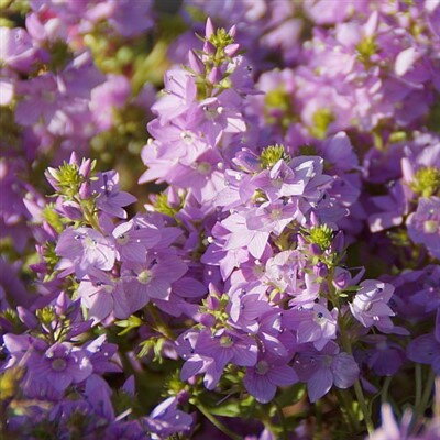 Veronica prostrata Mrs Holt