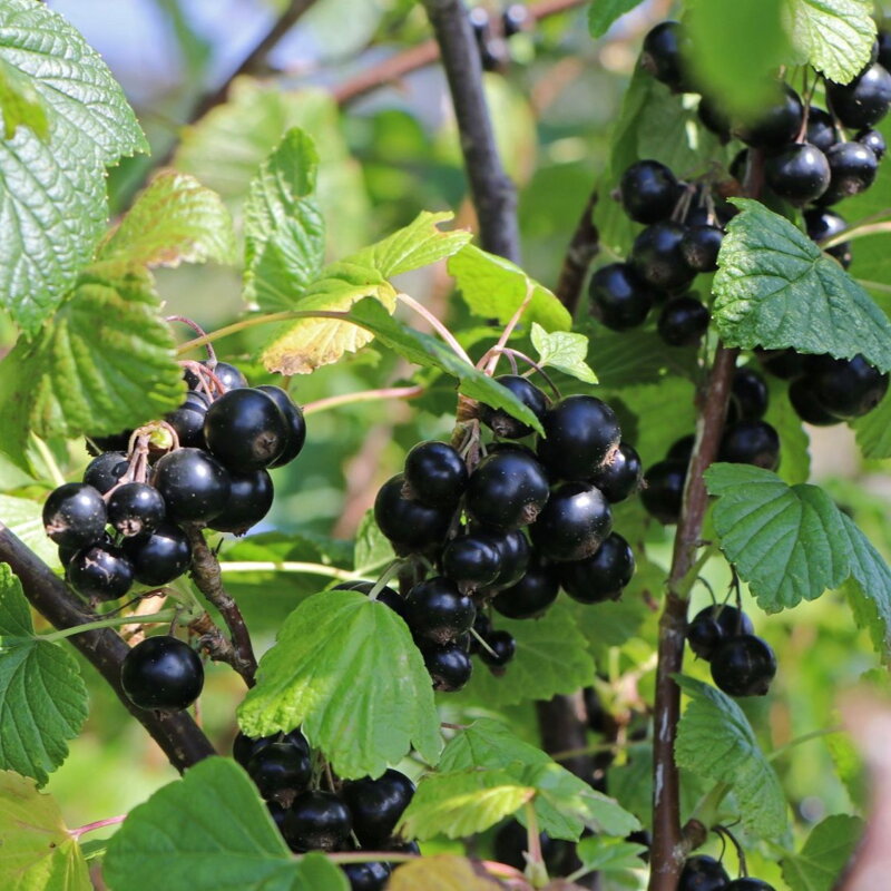 Ríbezľa stromčeková čierna NARVE VIKING