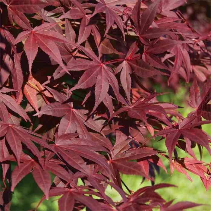  Javor dlaňovitolistý 'Atropurpureum' (Acer palmatum 'Atropurpureum')