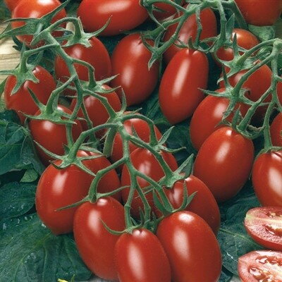 Paradajka Pollicino F1