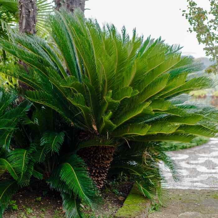 Cykas japonský  (Cycas revoluta)