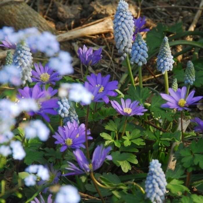 Veternica vznešená 'Blue Shades' (Anemone blanda 'Blue Shades')