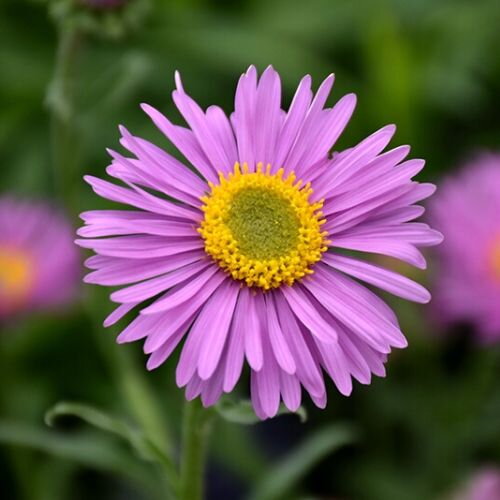 Astra alpínska 'Happy End' (Aster alpinus 'Happy End')