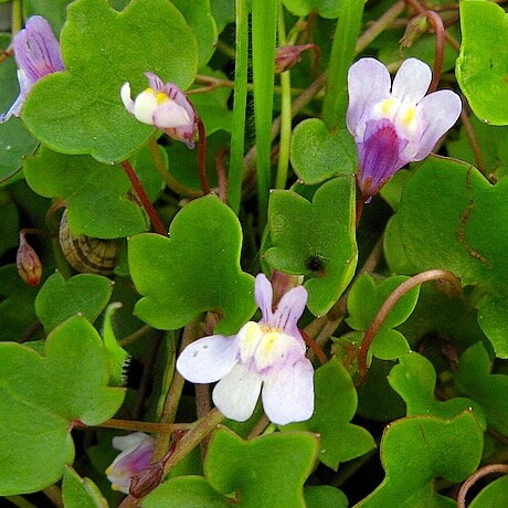 Cimbalok múrový (Cymbalaria muralis)