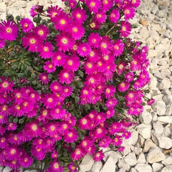 Delosperma 'Sundella Neon'