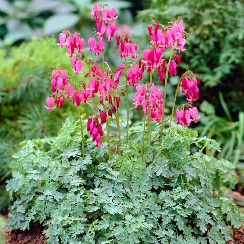 Srdcovka KING OF HEARTS (Dicentra KING OF HEARTS) Srdcovka KING OF HEARTS (Dicentra KING OF HEARTS)