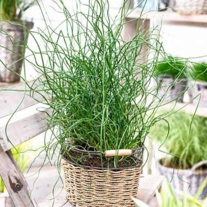 Juncus effusus 'Spiralis'