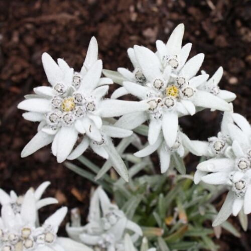 Plesnivec alpínsky (Leontopodium alpinum)