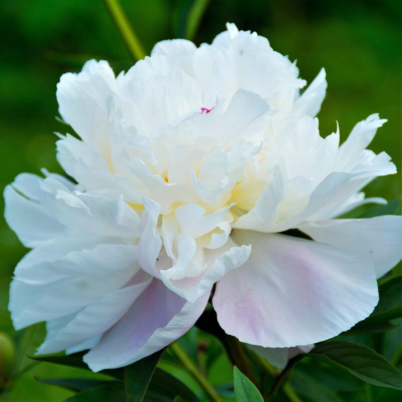 Pivonka  'Alba Plena' (Paeonia o.  'Alba Plena')