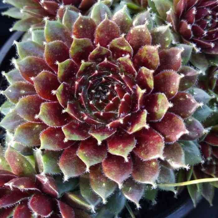 Skalnica 'Red Papaver' (Sempervivum 'Red Papaver')