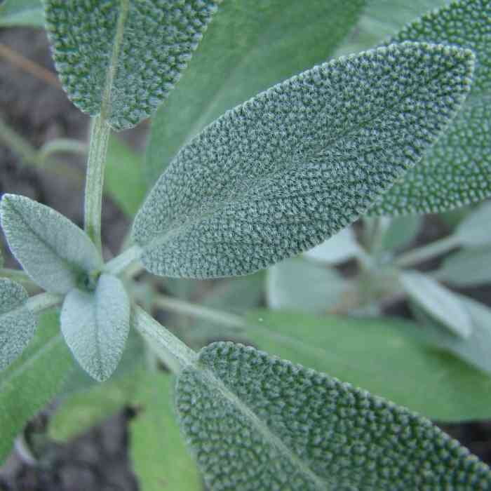 Šalvia lekárska (Salvia officinalis)