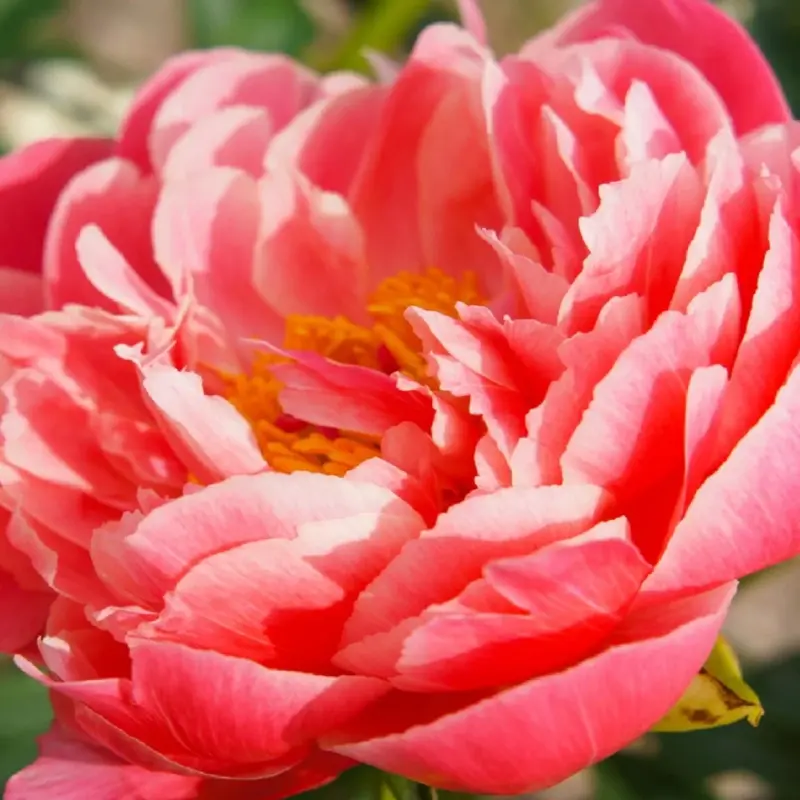 Pivonka Coral Sunset - (Paeonia Coral Sunset)