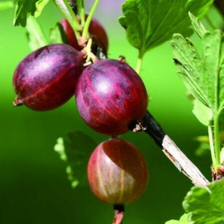 Egreš stromčekový PAX