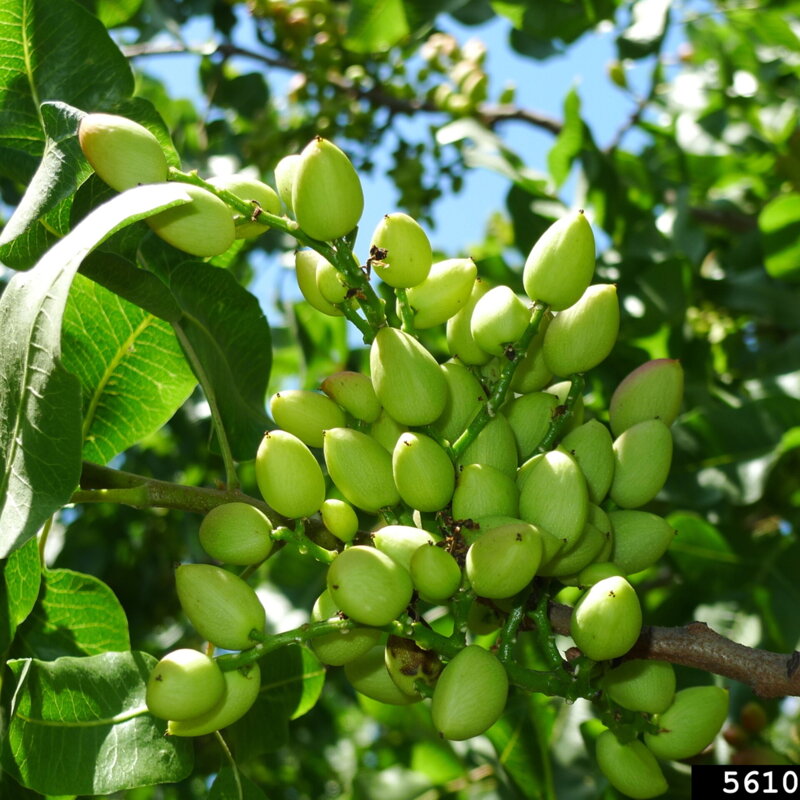 Pistacia Peter opeľovač