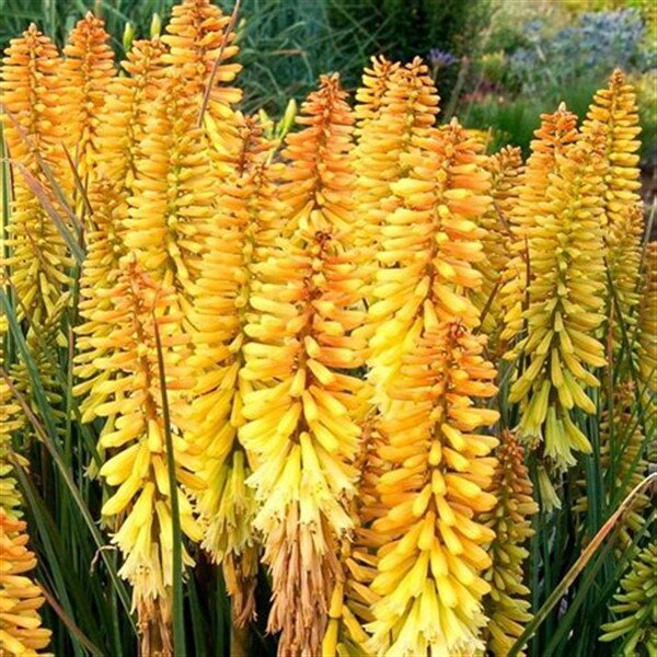 Kniphofia Pineapple Popsicle®