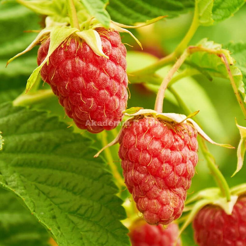 Malina POLONEZ - jesenná