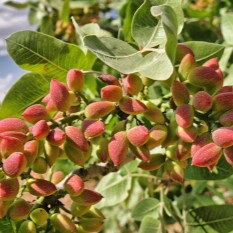 Pistacia vera - PONTEKES + DELTA (samičia + samčia odroda) Pistacia vera - PONTEKES + DELTA (samičia + samčia odroda)
