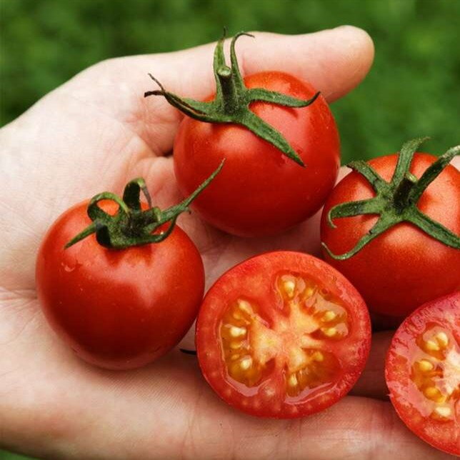 Paradajka Primabella PhR