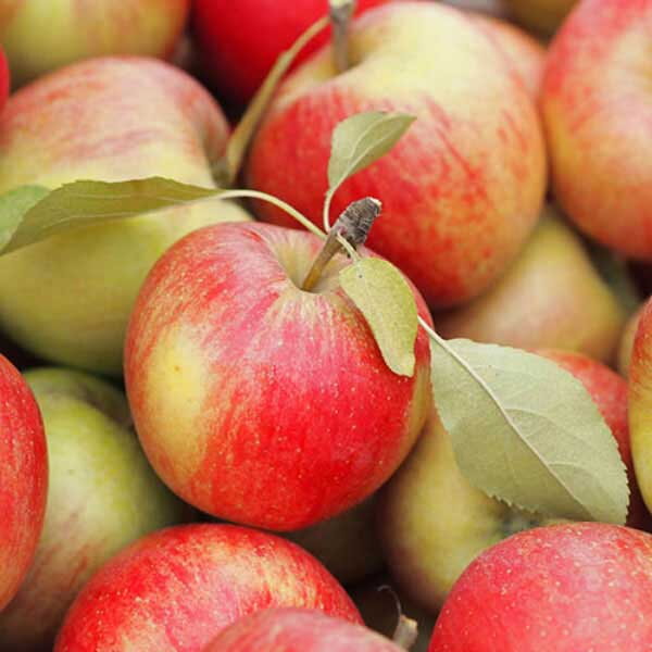 Jabloň ŠAMPION (jesenná)