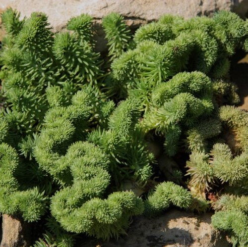 Sedum rupestre "CRISTATUM"