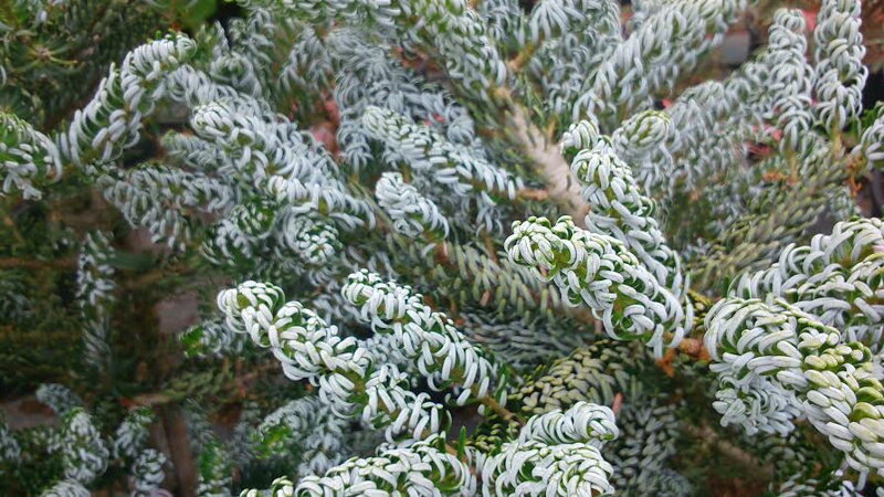 Abies koreana SILBERLOCKE 